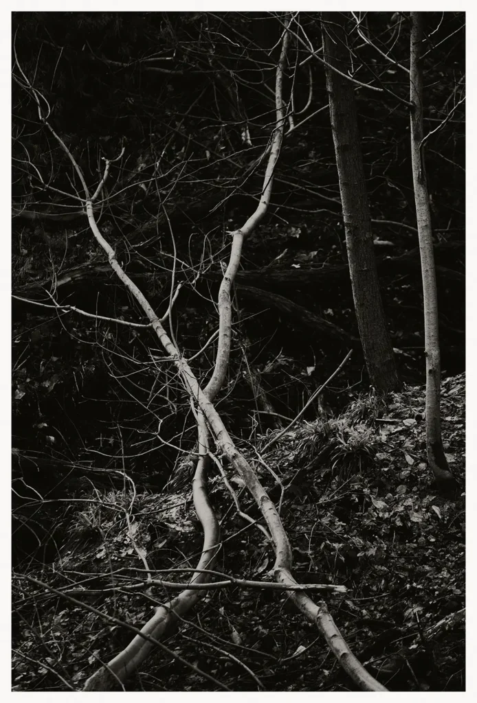 Dark Forest (84 x 124 cm) © Sander Steins