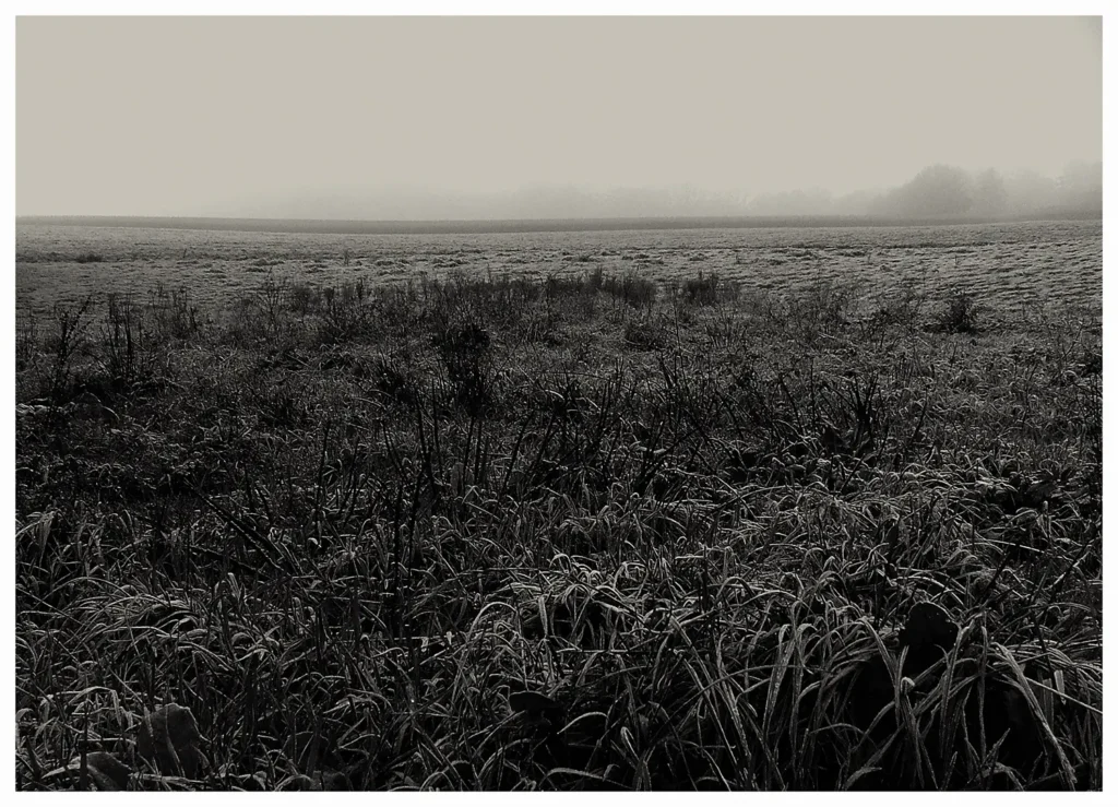 Dark Forest (64 x 44 cm) © Sander Steins