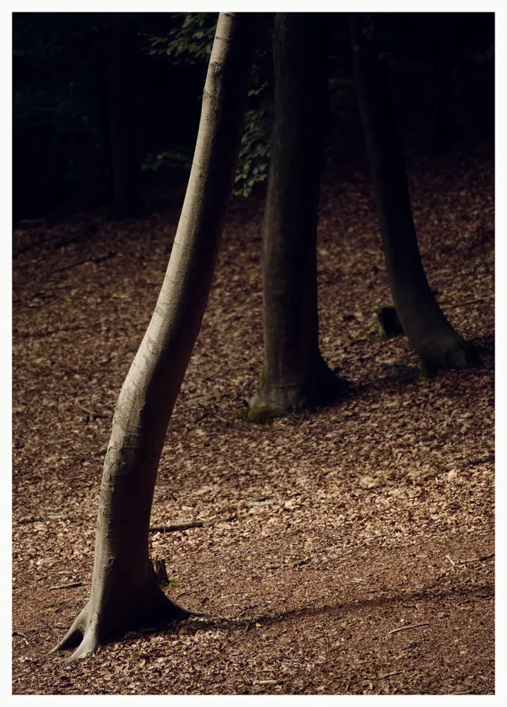 Dark Forest (64 x 94 cm) © Sander Steins