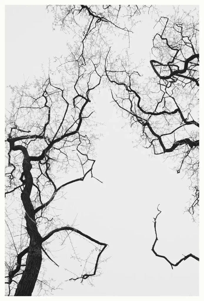 Dark Forest (64 x 94 cm) © Sander Steins
