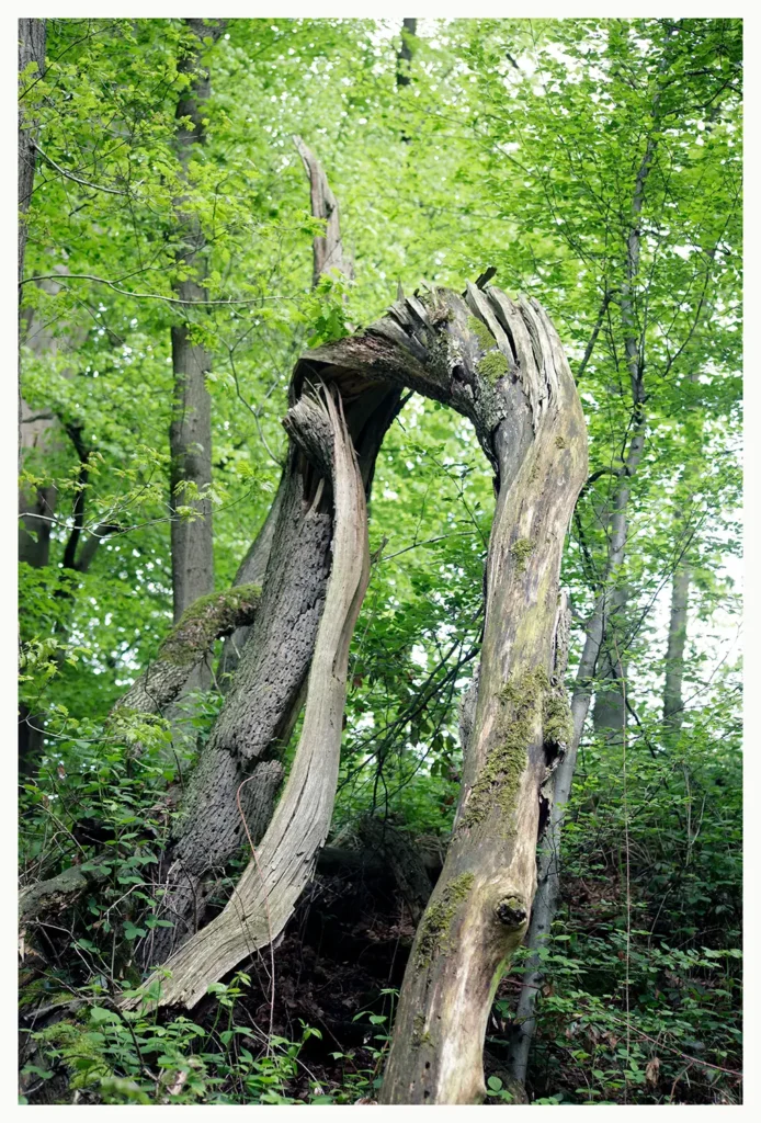 Dark Forest (80 x 120 cm) © Sander Steins