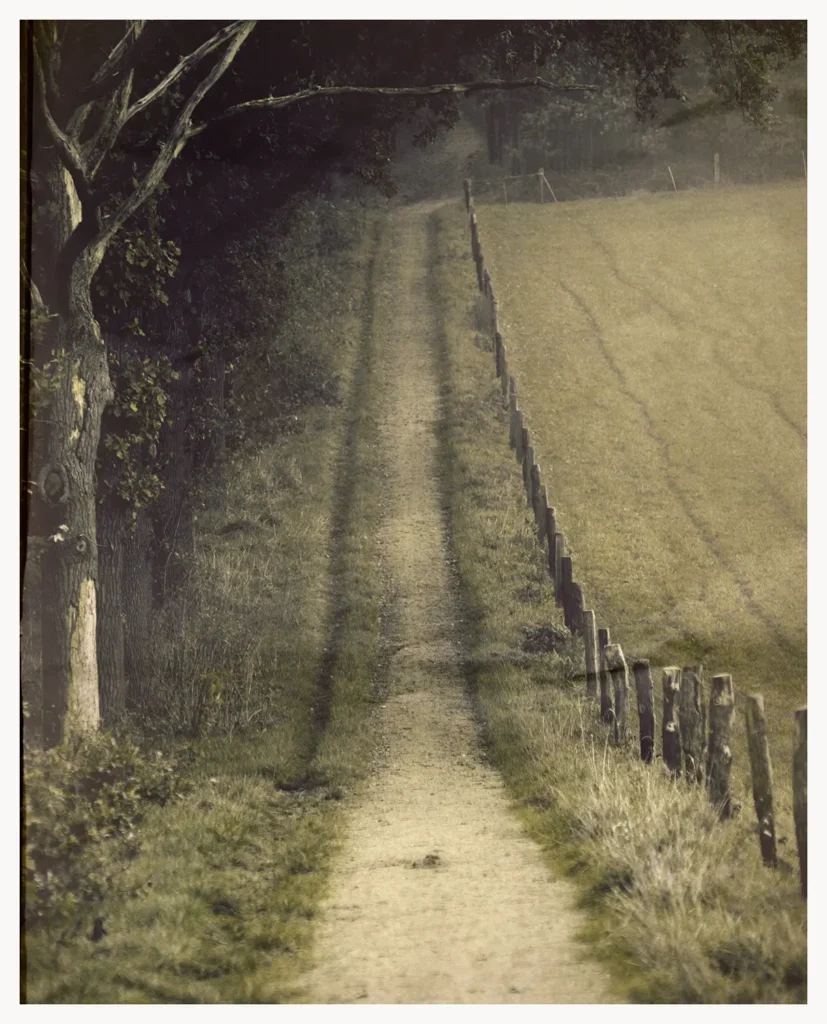 Forest (64 x 84 cm) © Sander Steins