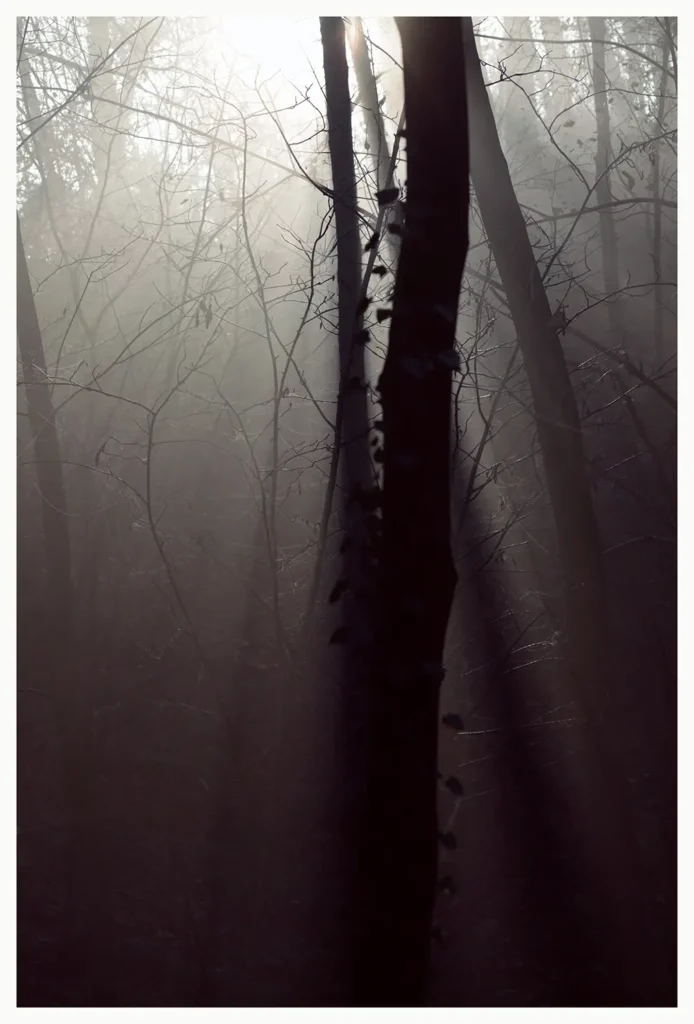 Dark Forest (84 x 124 cm) © Sander Steins