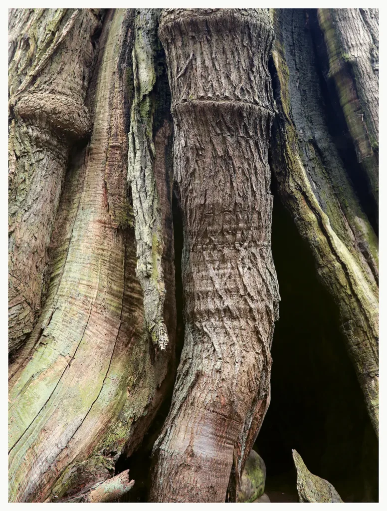 Roots © Sander Steins