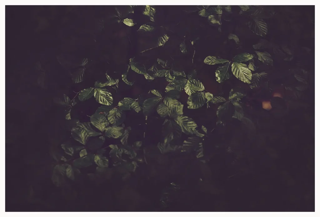 Dark Forest (180 x 120 cm) © Sander Steins