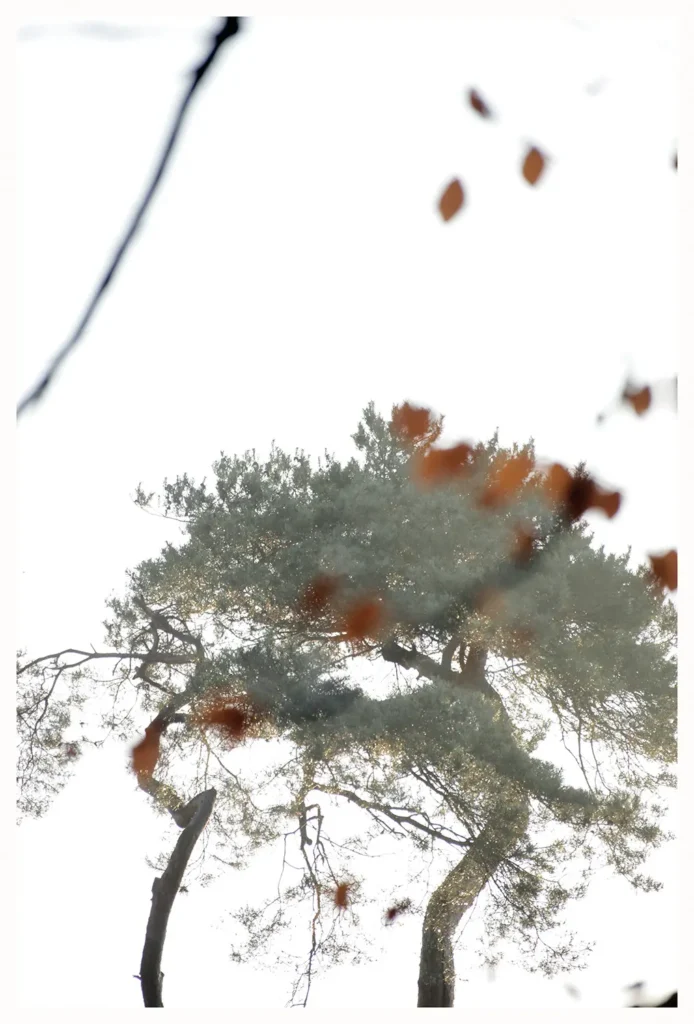 Forest (84 x 124 cm) © Sander Steins