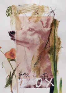 FOX © Sander Steins